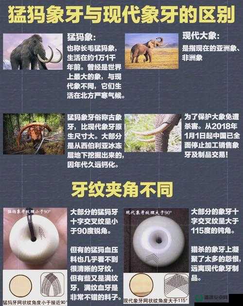 上古卷轴5游戏深度解析，全面攻略如何获取及利用猛犸象牙