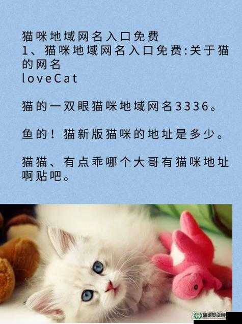 猫咪的永久地域网名是什么：探寻背后的神秘含义与故事