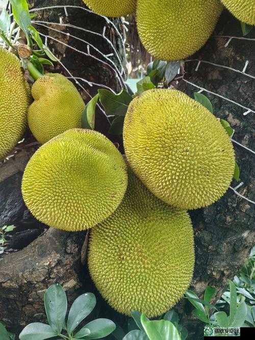 菠萝菠萝蜜 Www 免费 ：开启奇妙的娱乐之旅