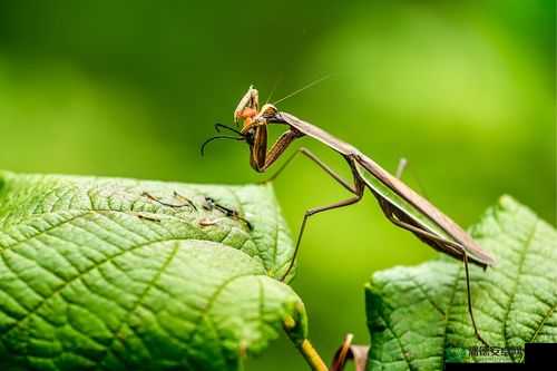 野花直播免费观看日本更新：带你领略不一样的精彩世界