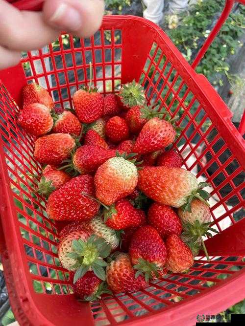草莓视频入口在线网站：带你领略精彩的视频世界