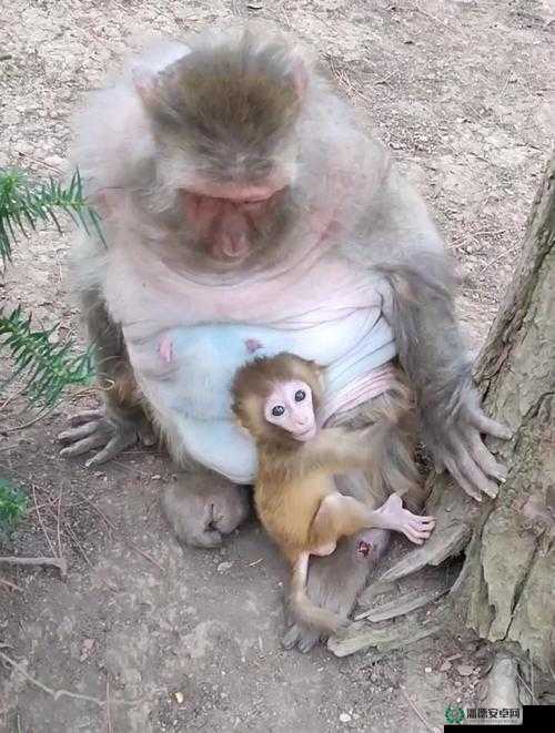 女生和男生一起生猴猴子之爱的结晶与未来期望