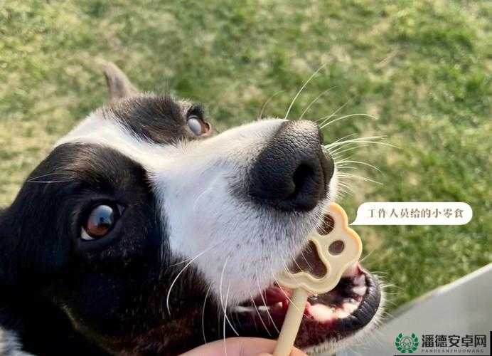 ZoomDog 视频拍摄地点及周边环境的详细介绍与分析