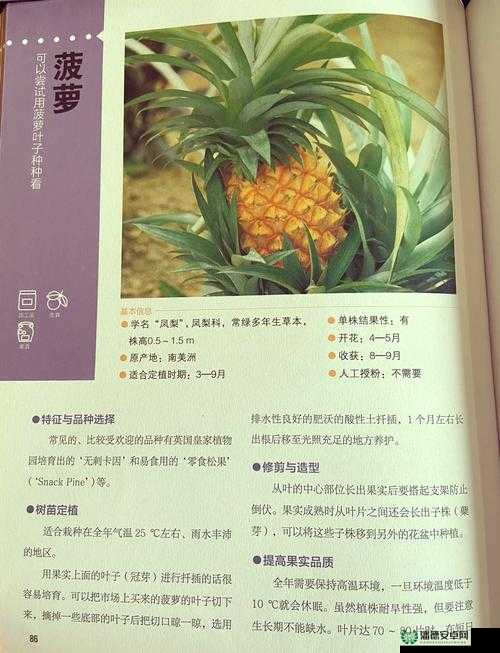 大菠萝福建导健章节：探索健康生活新方式