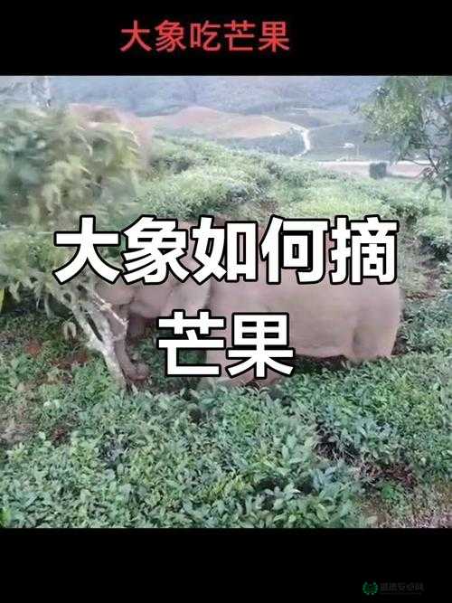 大象大象视频 www 在线观看被爆即将上市与芒果视频分开引发行业关注和热议