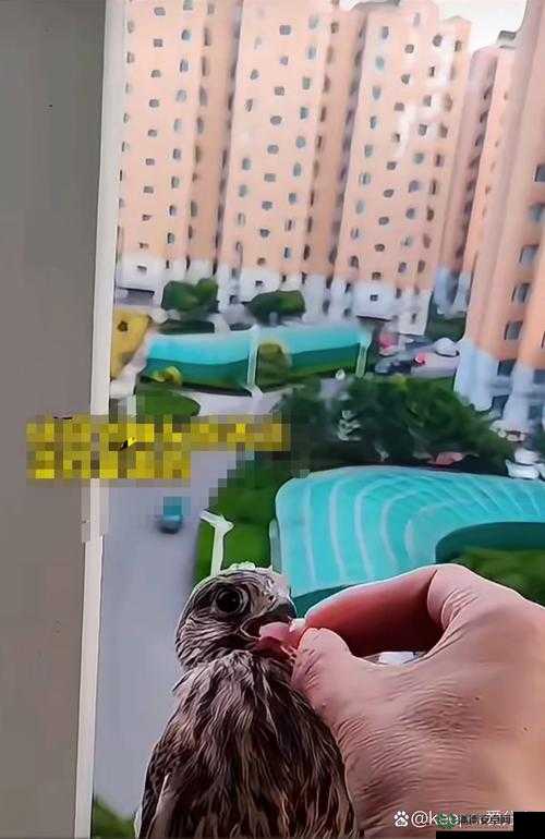 如何顺利进入第二天？孤独鸟儿生存技巧大揭秘！