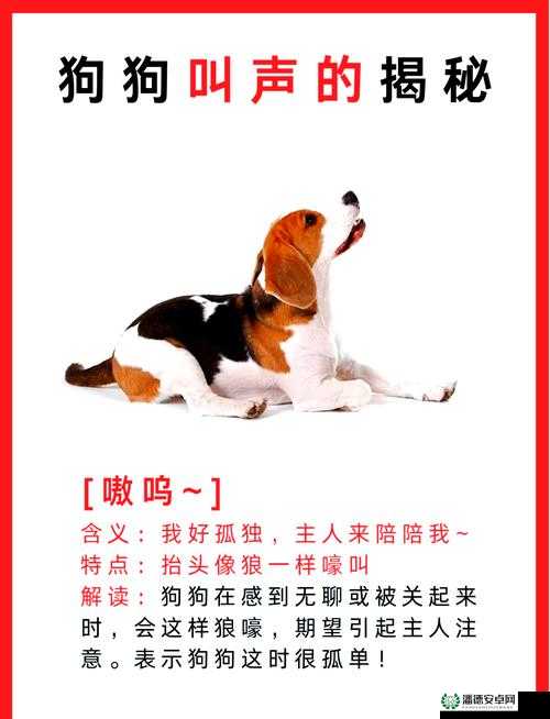 抖 S 狗狗为何要乖乖听主人的话？探秘其中缘由与意义何在