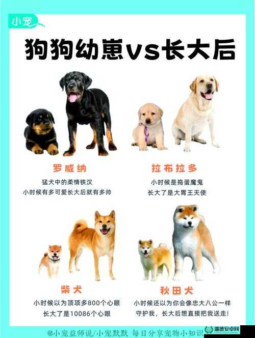 如何深度解析并让宠物宠我一生般长大？秘诀何在？