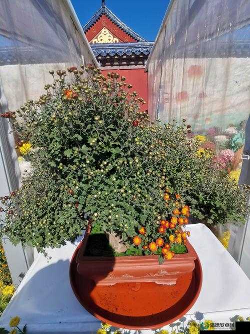 梦幻西游手游金秋赏菊意活动全解析，如何巧妙管理资源成最大赢家？